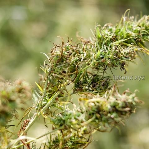 德国环保党挑战下的工业4.0未来：炸电厂、征肉税、鼓励大麻的潜在影响