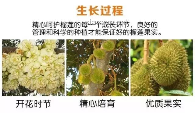 榴莲虫与发霉盐背后的行业洞察：特殊价值与市场误区