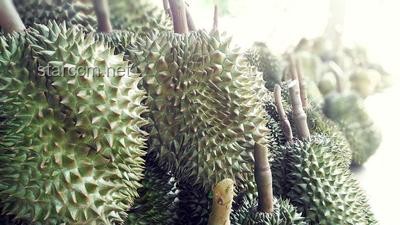 经期榴莲消费或成缓解痛经新趋势